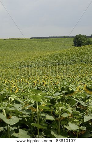 flowering sunflowers field