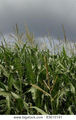 maize-field