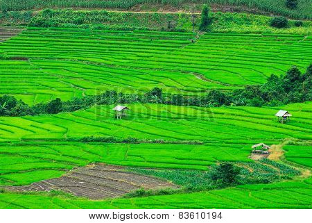 Terrace rice fields