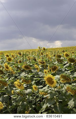 flowering sunflowers field