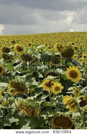 flowering sunflowers field
