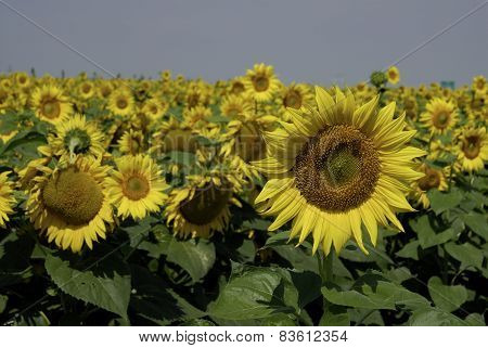 flowering sunflowers field