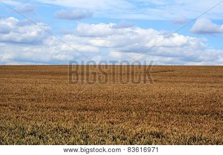 Wheat field