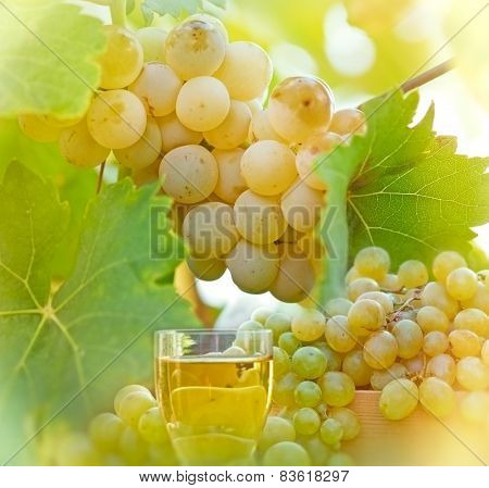 Riesling and wine