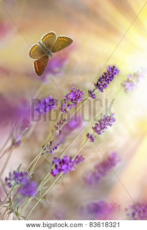Butterfly and lavender lit by sunbeams