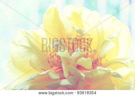 Yellow Silk Cotton Flower