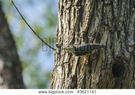 Nuthatch, Sitta europaea, single bird on tree