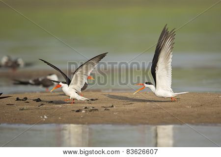 Indian Skimmers