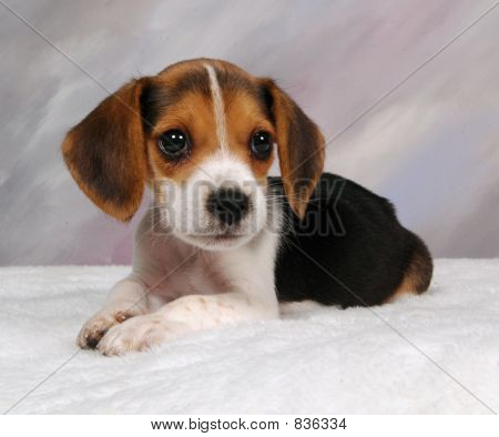 Beagle pup