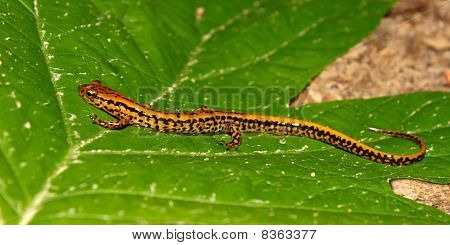 Långstjärtade Salamander (Långsvansad bäcksalamander)