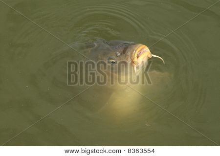 Karpe sang (Cyprinus carpio)