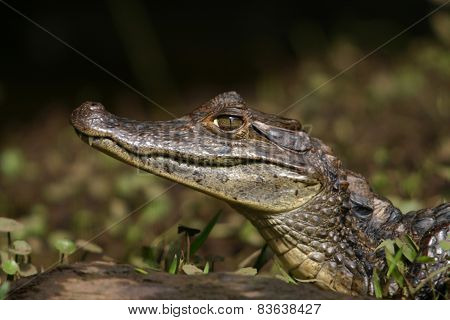Caiman Gator4