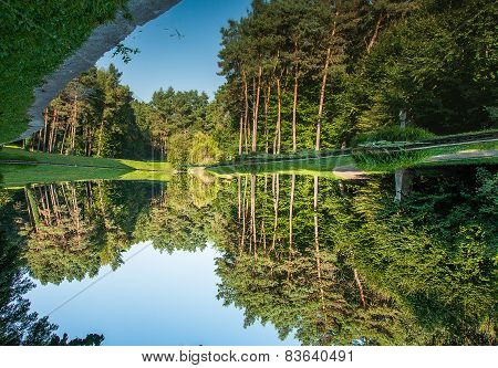 Pine trees. Reflection in water