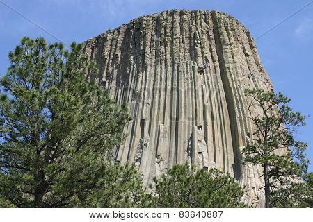 Devil's Tower And Tree