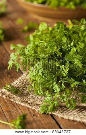 Raw Organic French Parsley Chervil