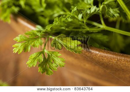 Raw Organic French Parsley Chervil