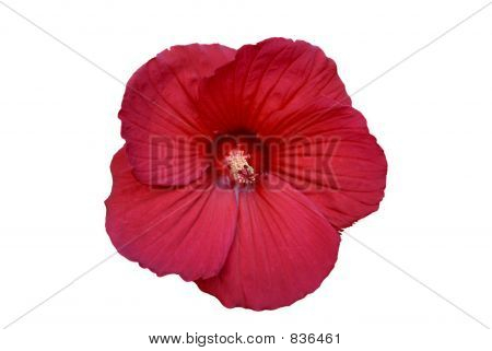 Hibiscus aislado