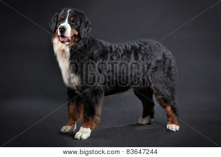Big Shaggy Black Domestic Animal, Bernese Mountain Dog Studio Shot.