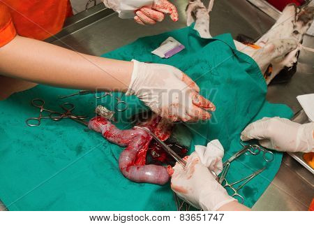 Dog In A Veterinary Surgery , Surgery Of Pyometra (uterus Infection)