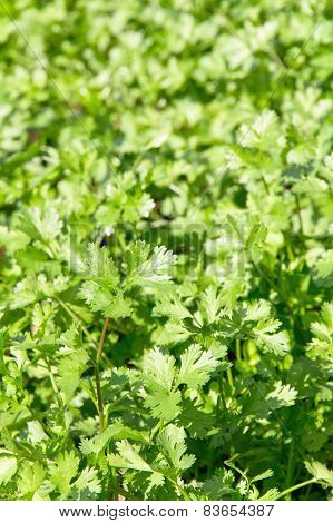 Fresh Cilantro Herb plant in farm.