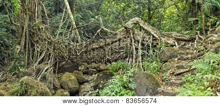Old Root Bridge In India
