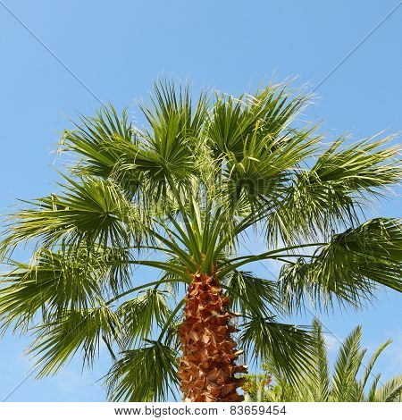 Tropical Palm On Background Of Blue Sky