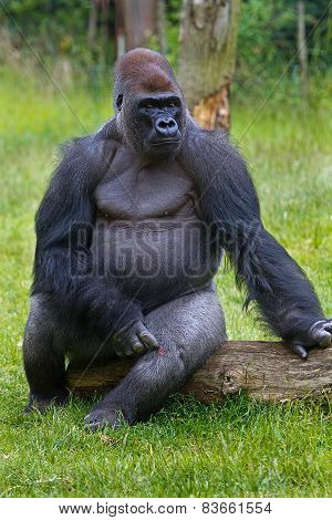 Isolated Gorilla sitting on a log