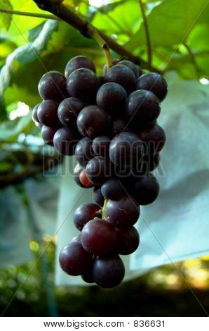 Uvas