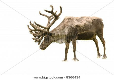 Caribou