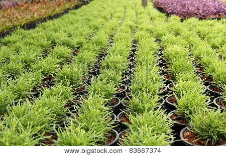 Green Plant In A Pot Nursery