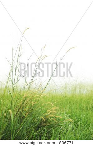 fű