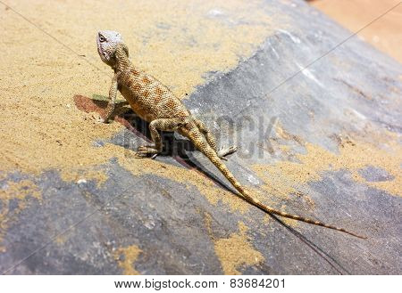 Steppe Agama