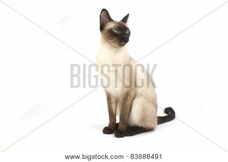 Thai Cat, Traditional Siamese Cat On White Backrgound