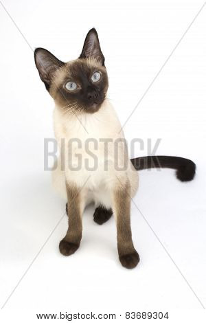 Thai Cat, Traditional Siamese Cat On White Backrgound