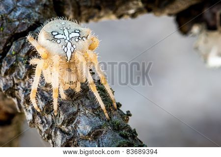 hairy spider with white spots on branch. detail of the eye