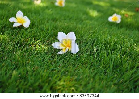 Plumeria Flowers On The Grass