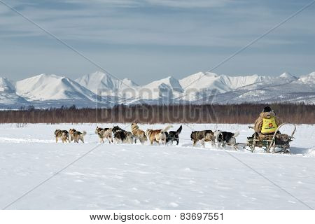 Traditional Kamchatka Sled Dog Racing 