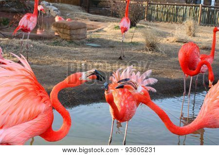Large flamingo birds fight with their beacks