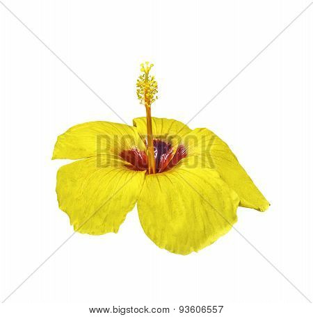 Yellow Hibiscus Flower