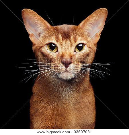Portrait of beautiful young abyssinian cat