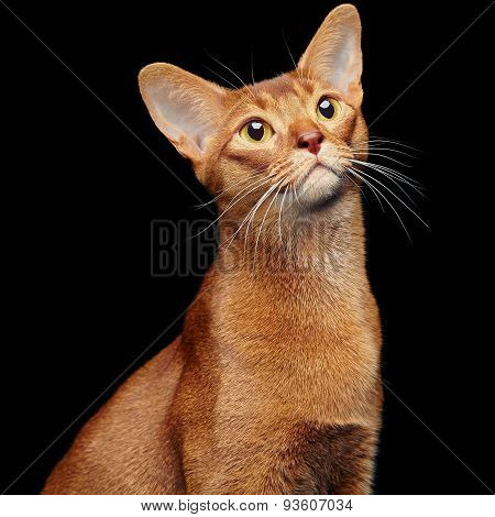 Portrait of beautiful young abyssinian cat
