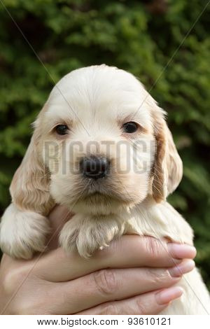Looking English Cocker Spaniel Puppy
