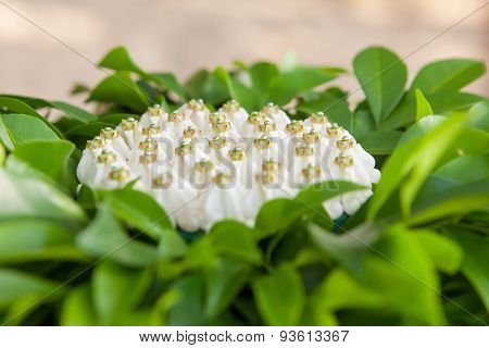 Thai Wedding Object