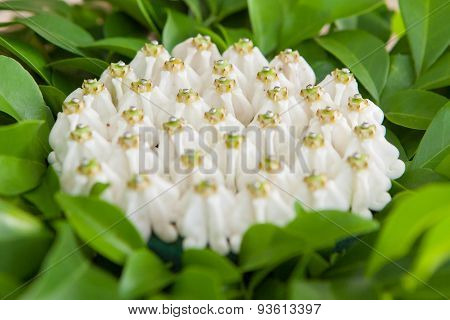 Thai Wedding Object