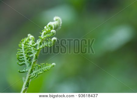 Close up of a green fern leaf.