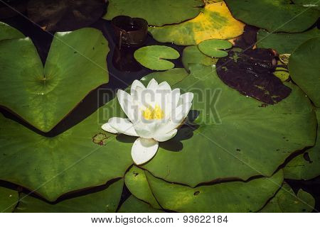 Blooming Water Lily