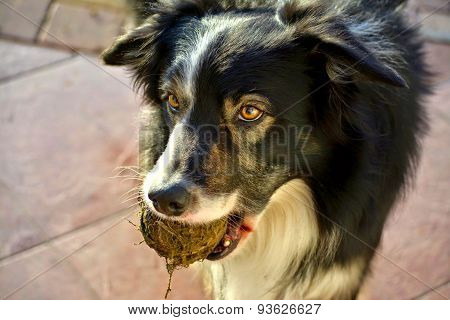 Border kolie