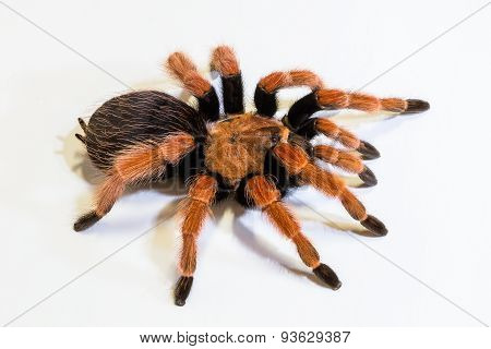 Tarantula