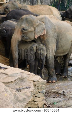 Baby elephant holding a flower in his trunk embraced by his mother
