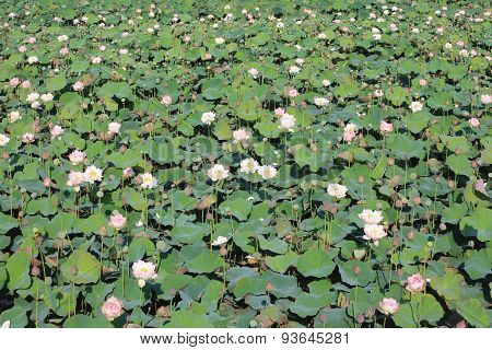 Peony Lotus flowers and buds